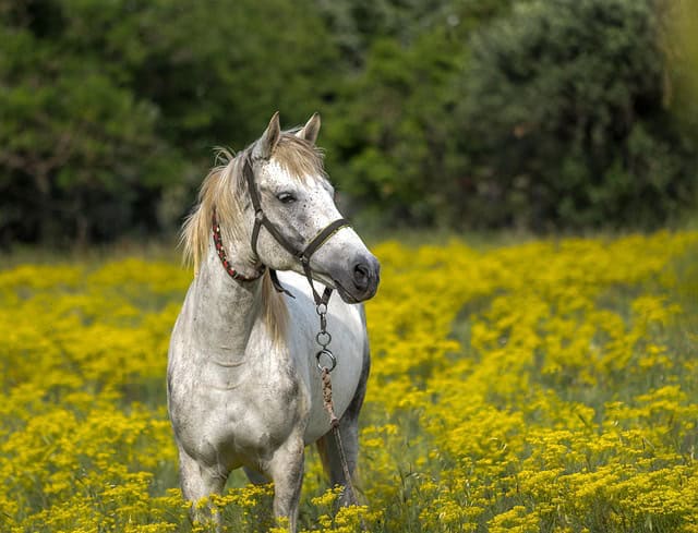 Veilig op weg met uw paard: zo kiest u de juiste trailer